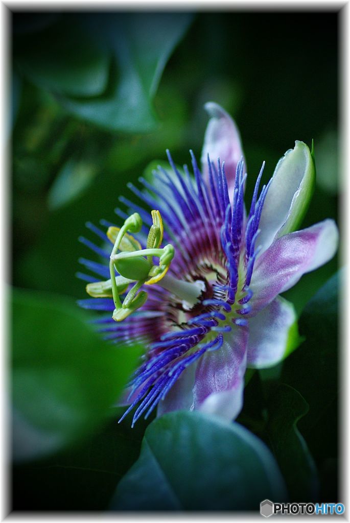 時を刻む花