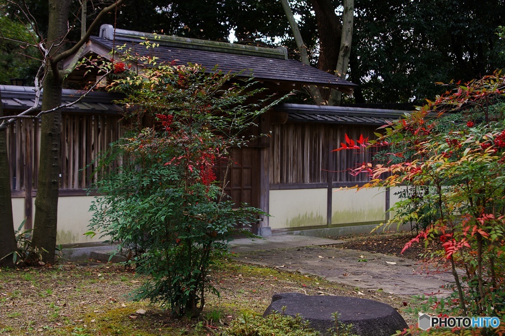 冬枯れた庭園の 『赤』