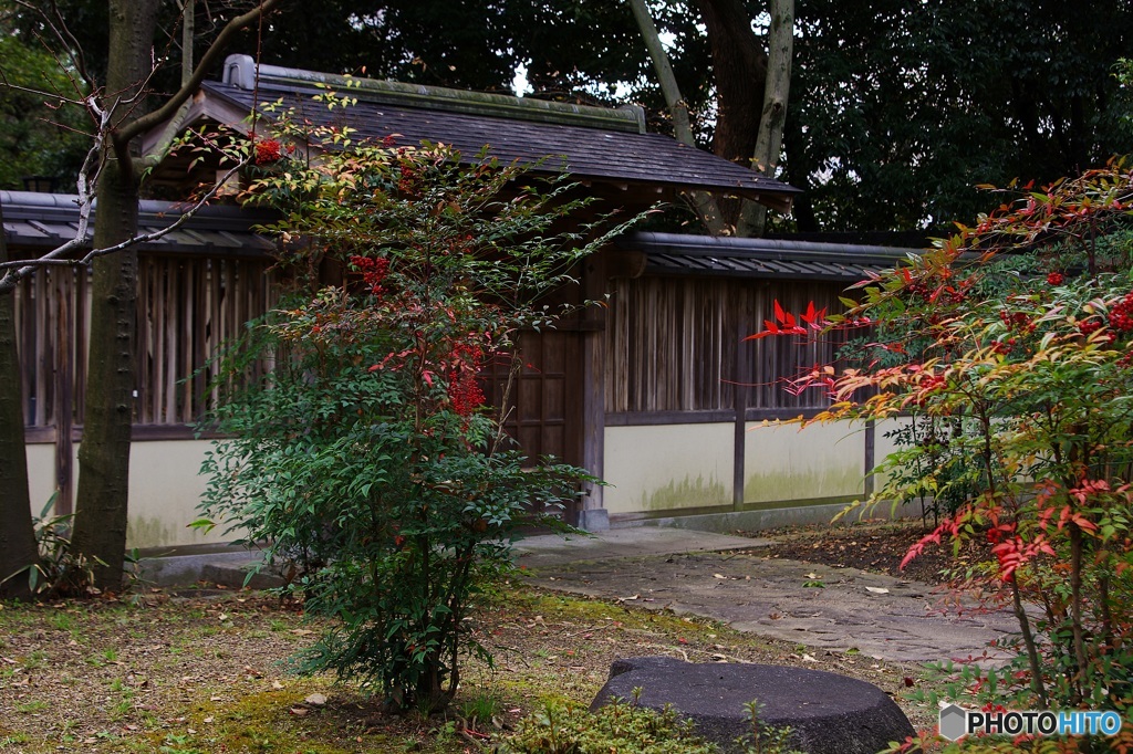 冬枯れた庭園の 『赤』