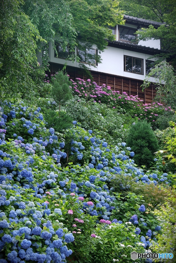 善峰寺 紫陽花の季節