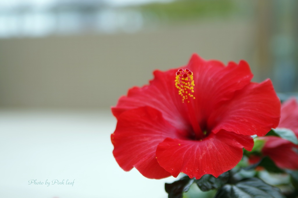 Red Hibiscus