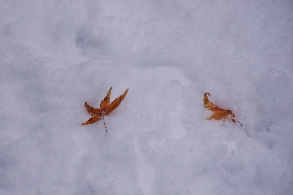 雪舞台