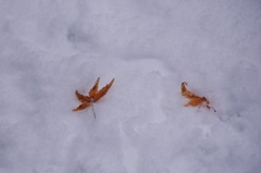 雪舞台