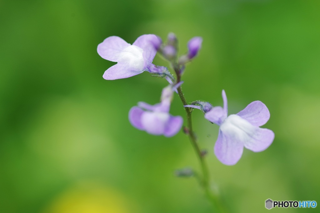 野の花としての喜び