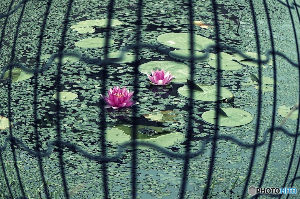 睡蓮①