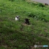 らびっとさん