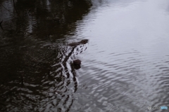 蓮池のヌートリア