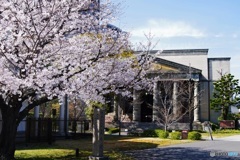 ❀旧桜の宮公会堂と桜