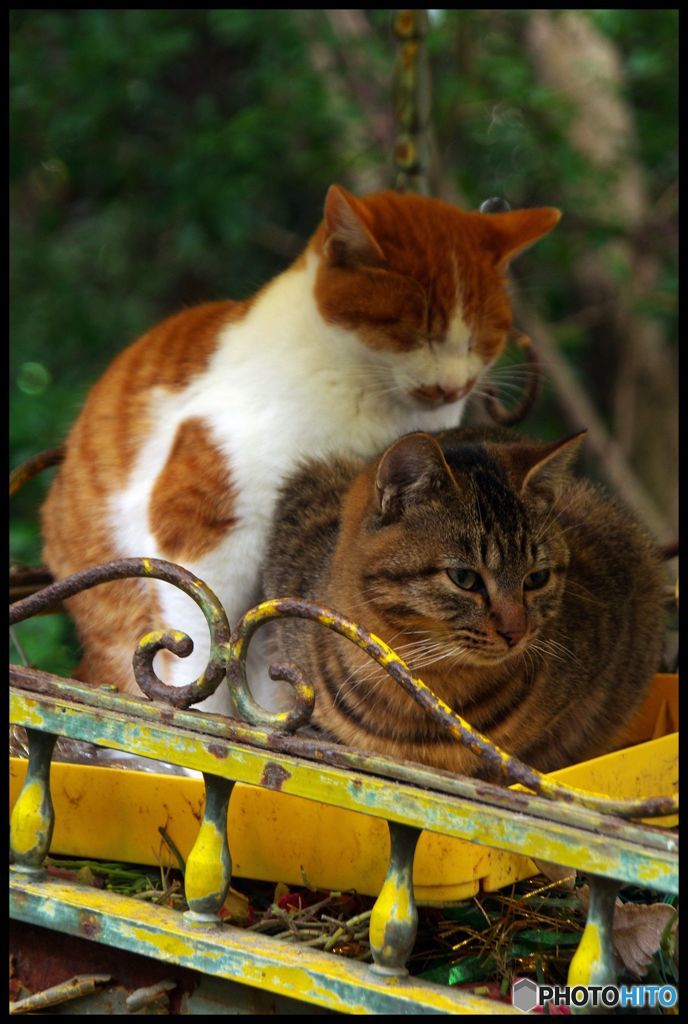 猫生は哲学なのにゃ