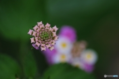 はらり一花