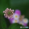 はらり一花
