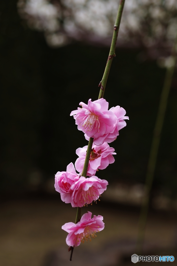 天神さまの枝垂れ梅