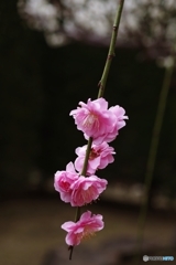 天神さまの枝垂れ梅