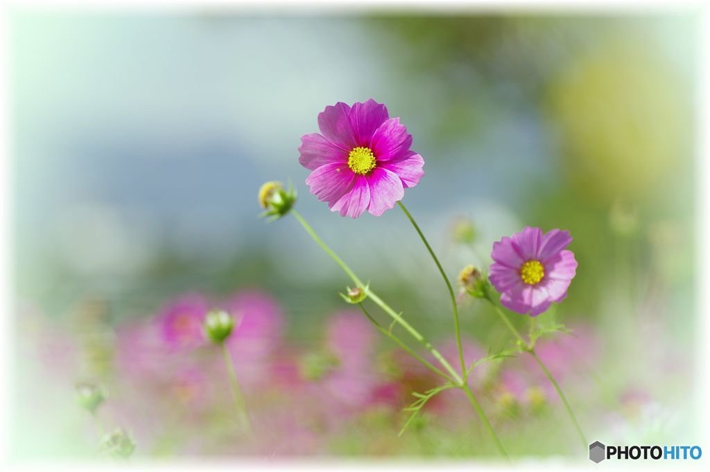秋桜①