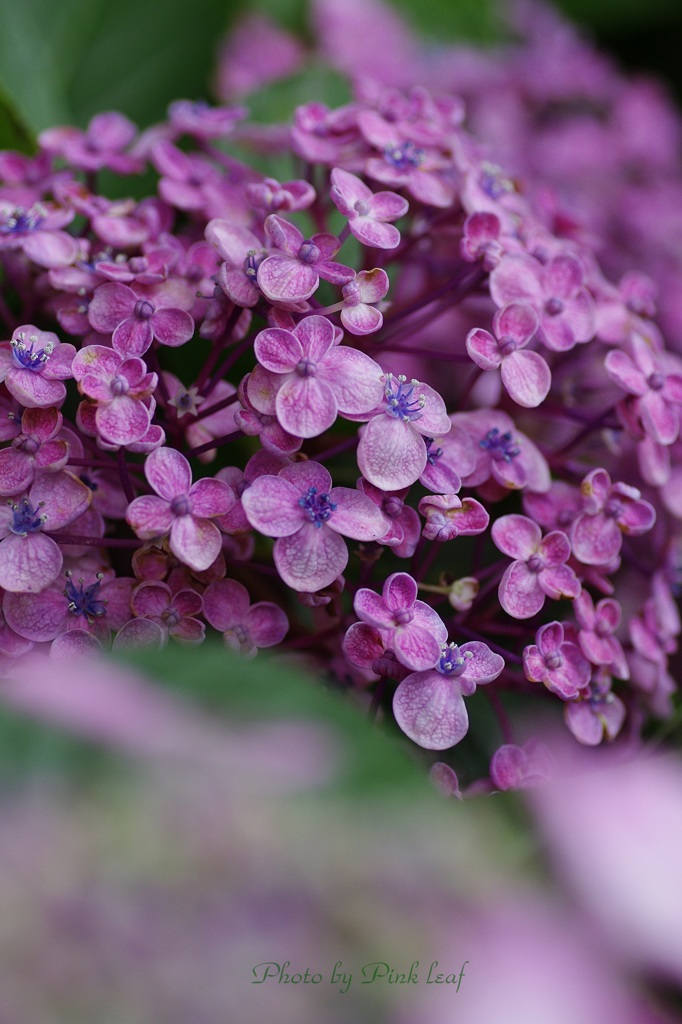 可愛い丸み❤渦紫陽花 