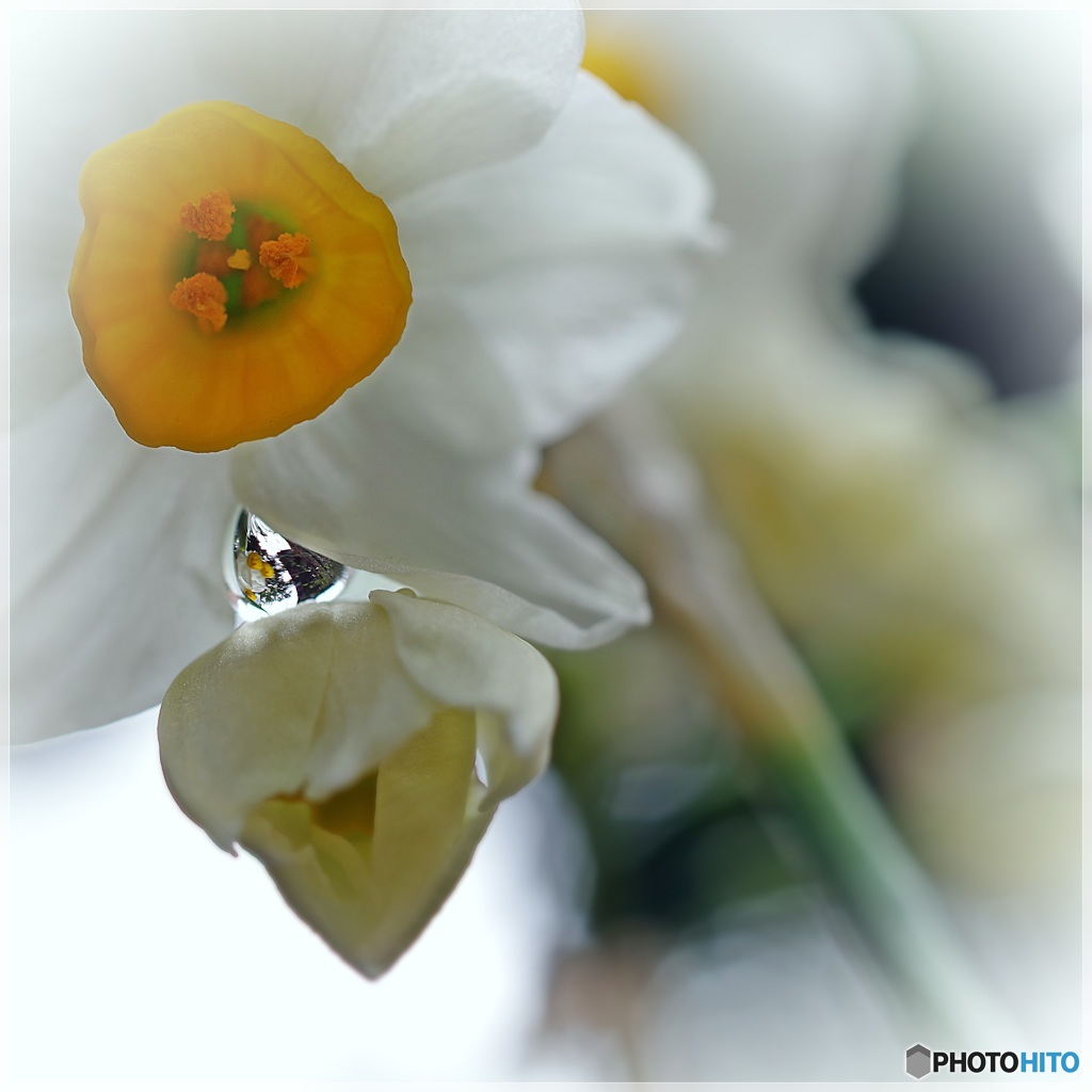 すき間にも咲いている♪