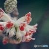 紅花三椏
