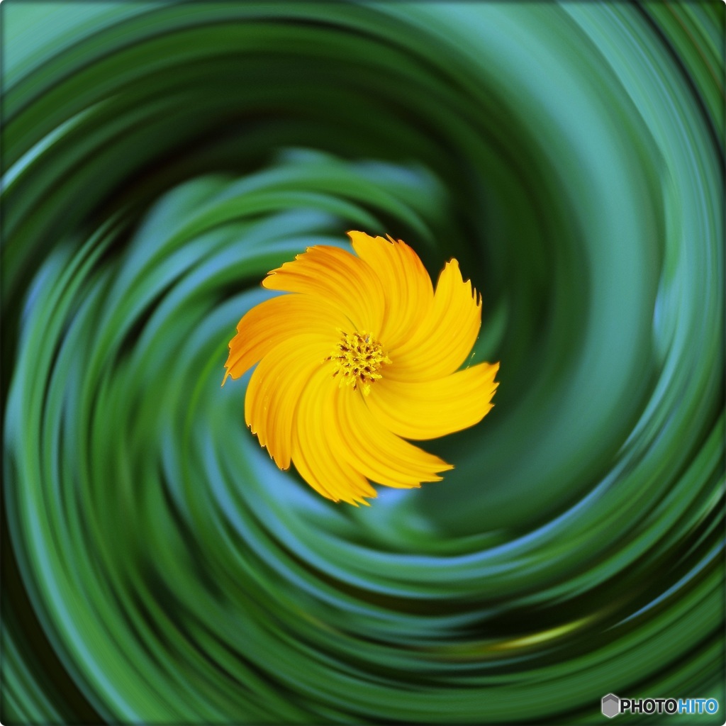 渦巻黄花