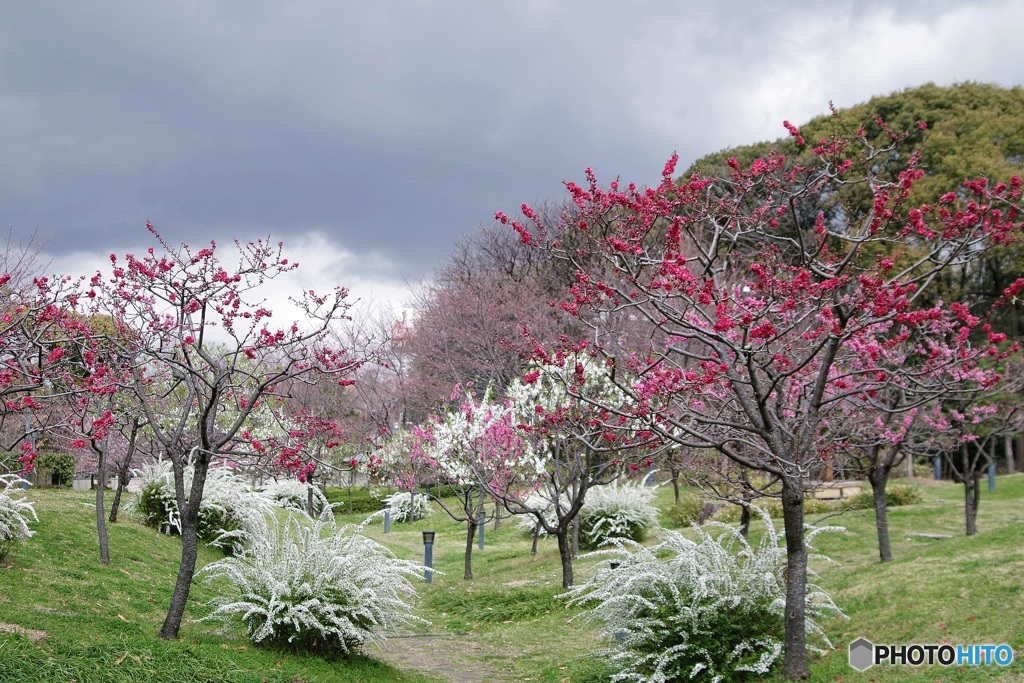 回顧-藤田邸跡公園の花桃①