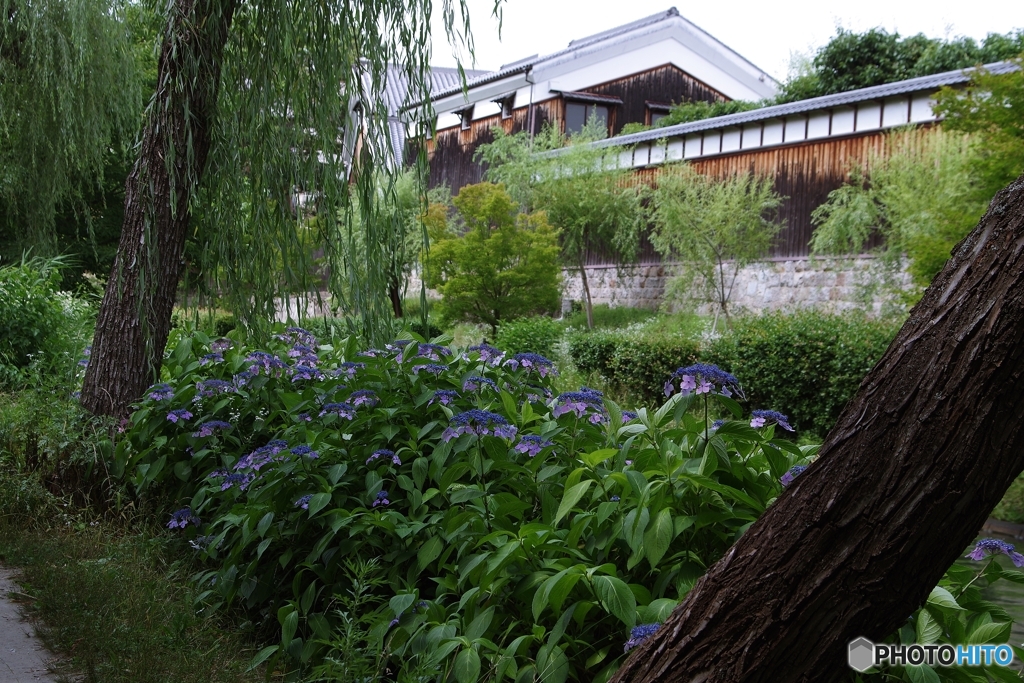 紫陽花咲く酒蔵の町
