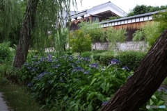 紫陽花咲く酒蔵の町