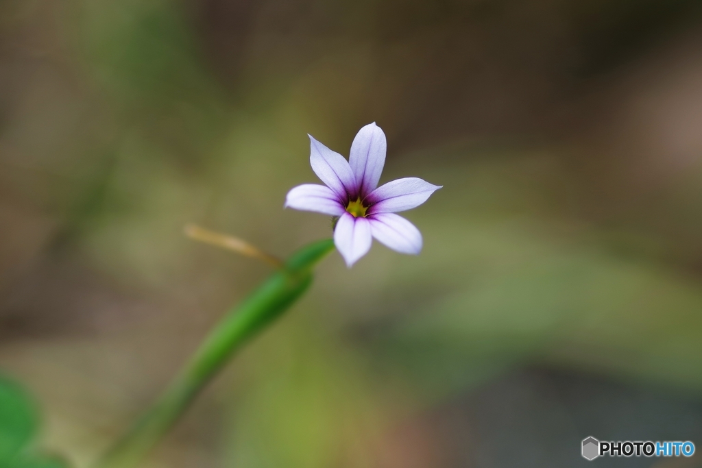 愛らしい人 庭石菖
