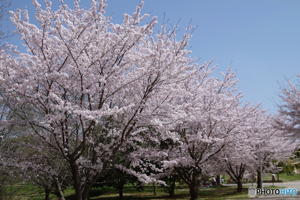 山田池公園満開