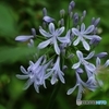 愛の花と呼ばれて