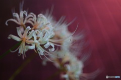 花の髪飾り