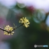 夢見る山茱萸