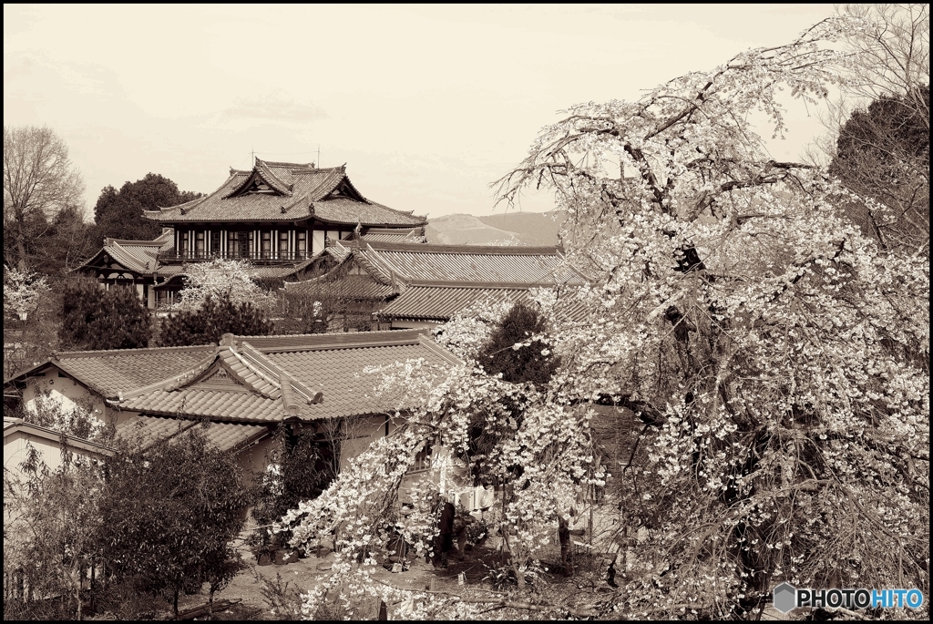 郡山城址の桜③