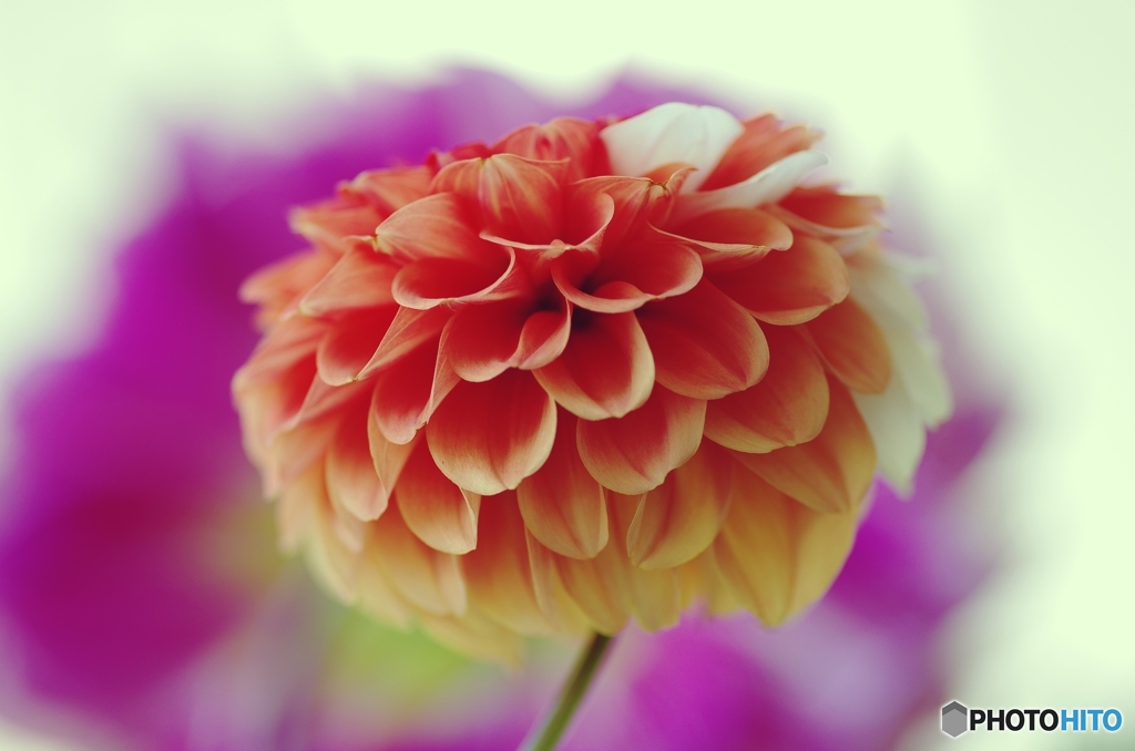 welcome dahlia