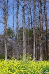 木立とﾍﾞﾝﾁと菜の花と