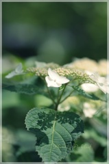 雨待ち紫陽花