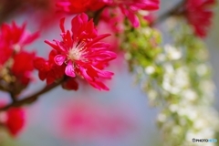 良い気立て菊桃