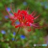 彼岸花 露草の彩り