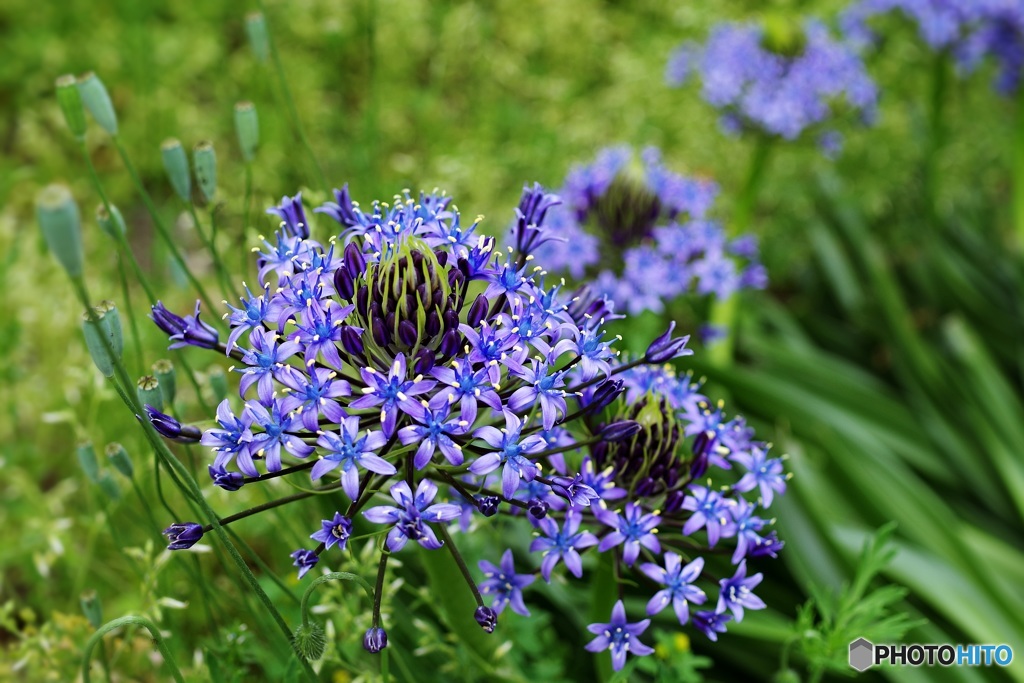 草むらの蒼い花火