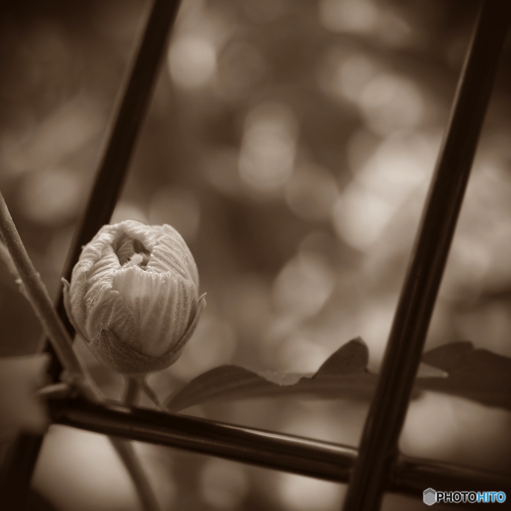 『蕾』