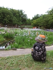 山田池公園菖蒲園