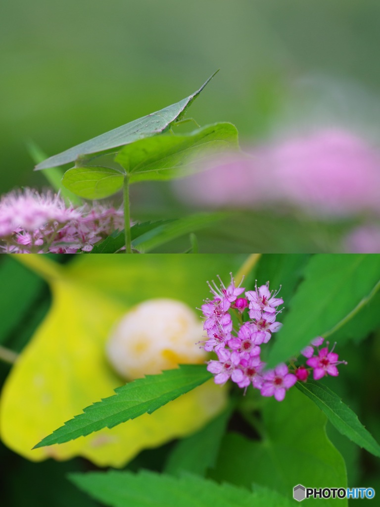 春のお花と秋の…
