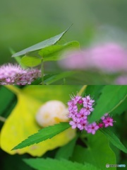 春のお花と秋の…