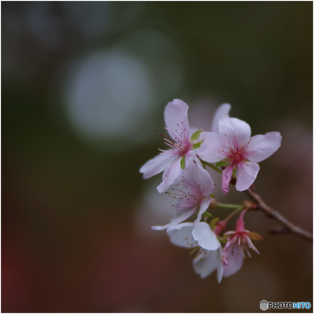 ひそやかに冬桜