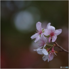 ひそやかに冬桜