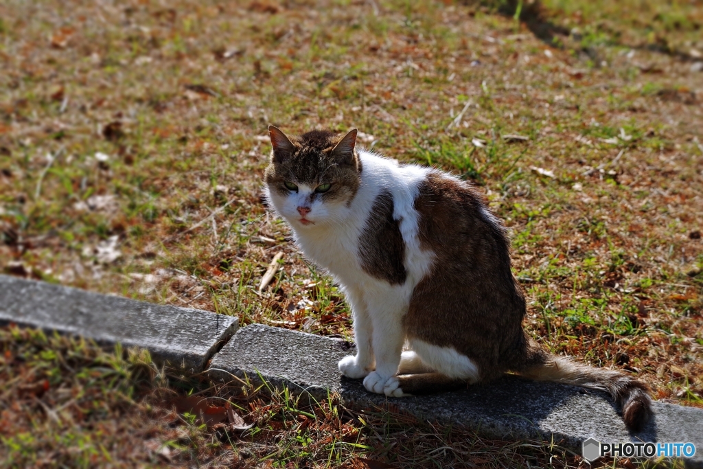 師走の猫
