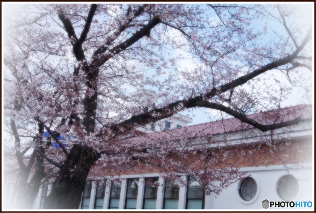 ﾊﾟﾅｿﾆｯｸﾐｭｰｼﾞｱﾑと桜①