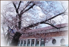 ﾊﾟﾅｿﾆｯｸﾐｭｰｼﾞｱﾑと桜①