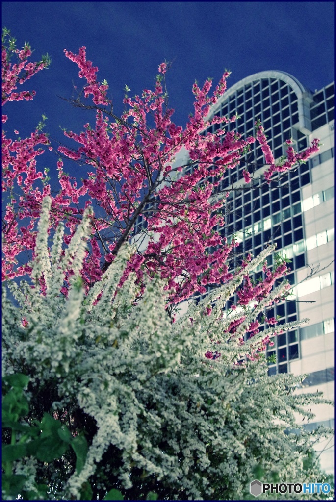 花桃と雪柳咲く街