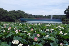 長居植物園蓮池から