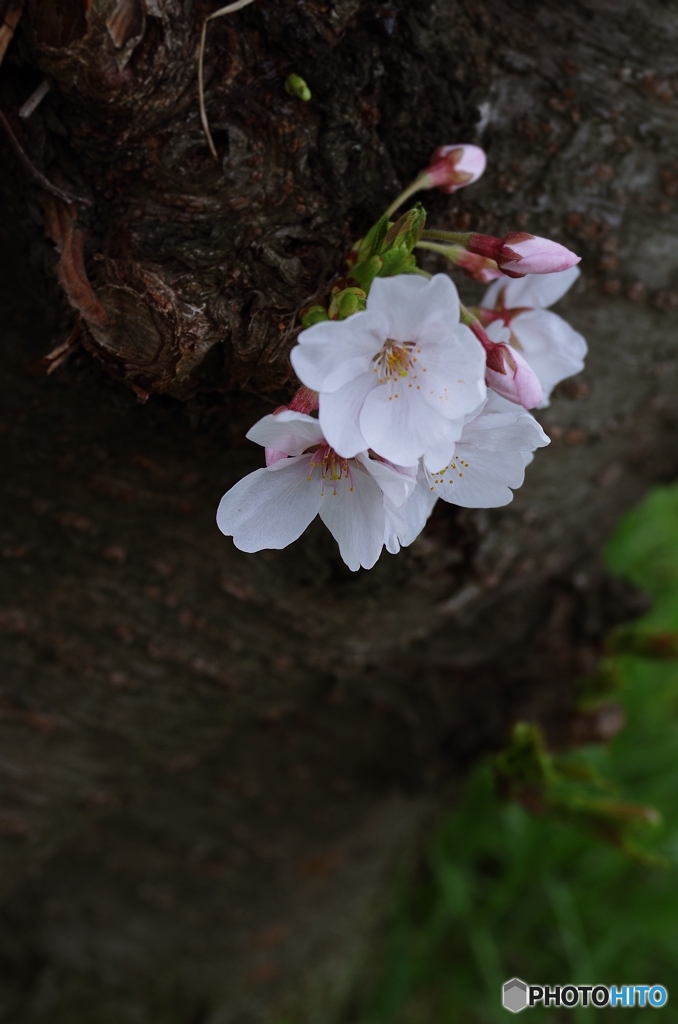 はじまりの桜