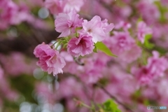 雨の日の八重桜